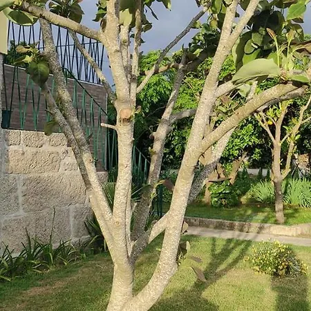 Villa Casa Dos Avos à Canas de Senhorim Extérieur photo